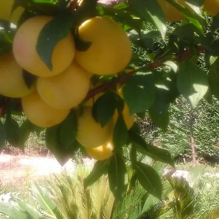 'o פוזולי
