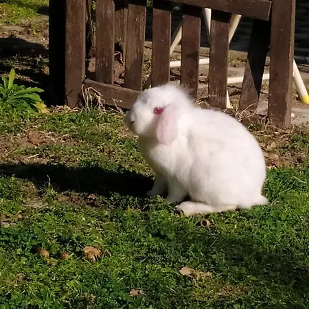 'o 住宿加早餐酒店 4*