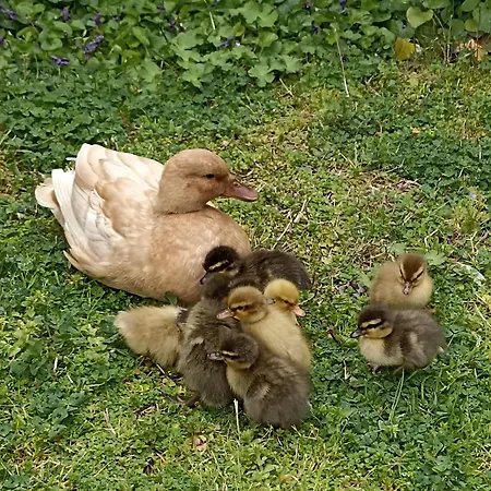 'o 住宿加早餐酒店