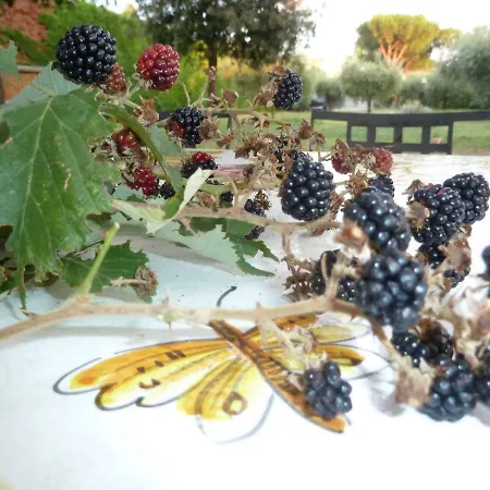 'o 住宿加早餐酒店