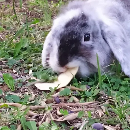 'o 住宿加早餐酒店