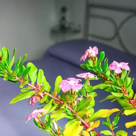 'o 住宿加早餐酒店