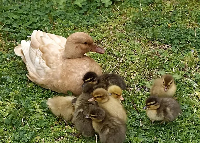 'o Alojamento de Acomodação e Pequeno-almoço